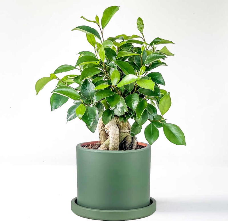 Bonsai Mini (Ficus Ginseng) Ruby