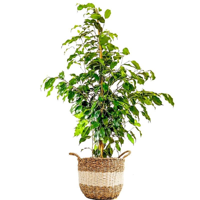 Benjamin (Ficus Benjamina Danielle) Hasır Saksılı