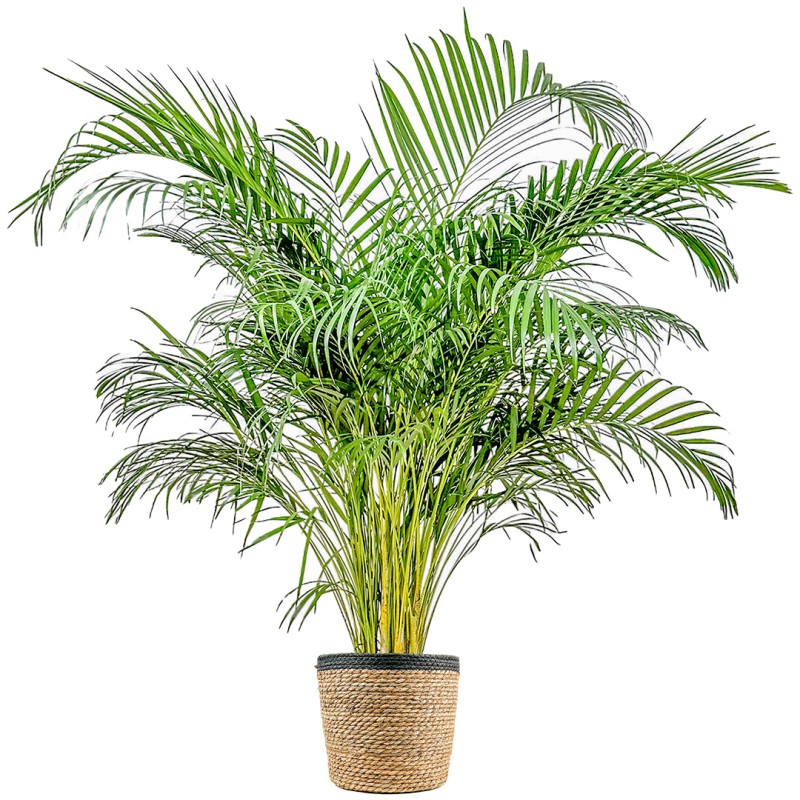 Areka Palmiyesi XL (Dypsis Lutescens) Hasır Saksılı